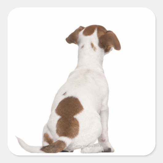 Jack Russell Terrier puppy (3 maanden oud) Vierkante Sticker (Voorkant)