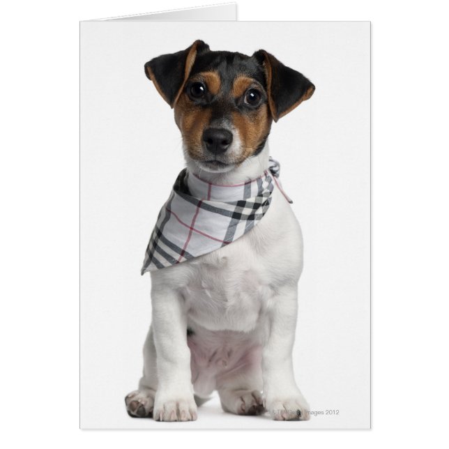 Jack Russell Terrier puppy (4 maanden oud) (Voorkant)