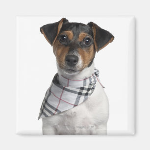 Jack Russell Terrier puppy (4 maanden oud) Magneet