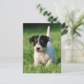 Jack Russell Terrier puppy Briefkaart (Staand voorkant)