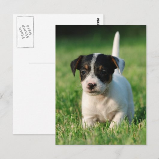 Jack Russell Terrier puppy Briefkaart (Voorkant / Achterkant)