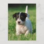 Jack Russell Terrier puppy Briefkaart (Voorkant)