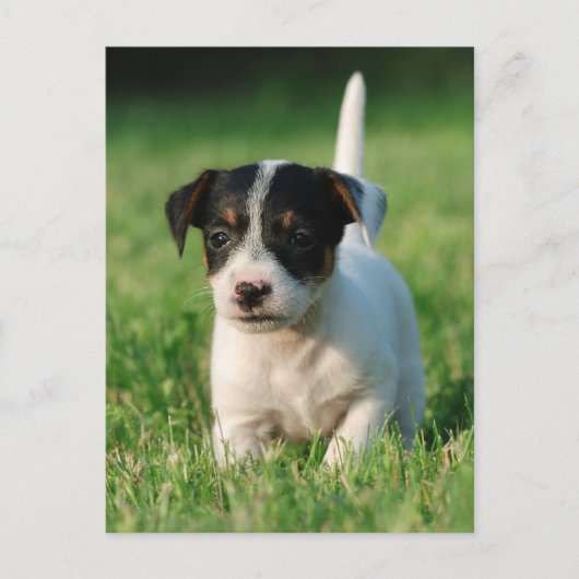 Jack Russell Terrier puppy Briefkaart (Voorkant)