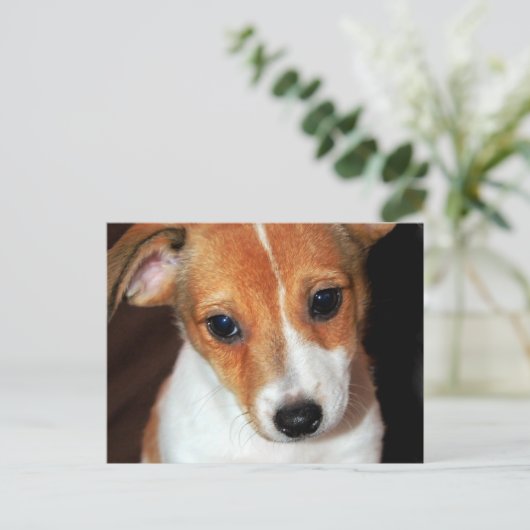 Jack Russell Terrier Puppy Dog Briefkaart (Staand voorkant)