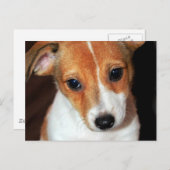 Jack Russell Terrier Puppy Dog Briefkaart (Voorkant / Achterkant)