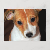 Jack Russell Terrier Puppy Dog Briefkaart (Voorkant)