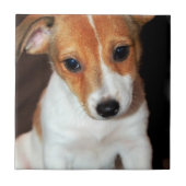 Jack Russell Terrier Puppy Dog Tile Tegeltje (Voorkant)