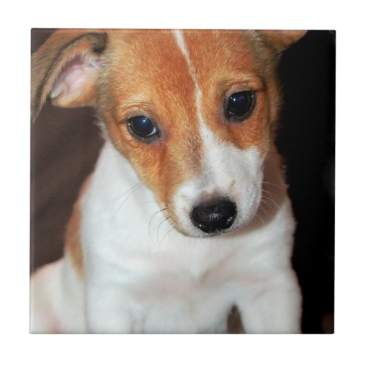Jack Russell Terrier Puppy Dog Tile Tegeltje (Voorkant)