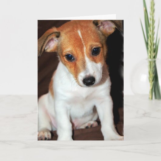 Jack Russell Terrier Puppy Dog Wenskaart Kaart (Voorkant)