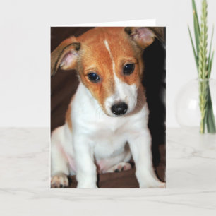 Jack Russell Terrier Puppy Dog Wenskaart Kaart