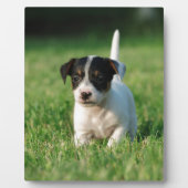 Jack Russell Terrier puppy Fotoplaat (Voorkant)
