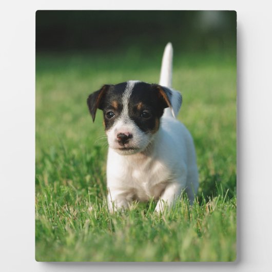 Jack Russell Terrier puppy Fotoplaat (Voorkant)