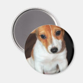 Jack Russell Terrier Puppy Hondenmagneet Magneet (Voorkant / Achterkant)