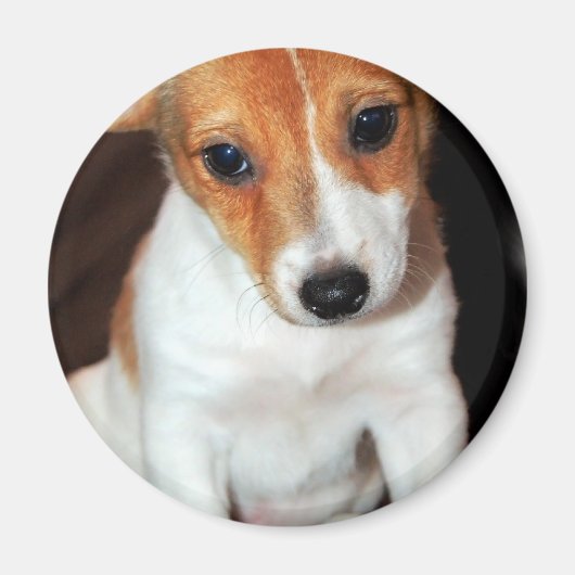 Jack Russell Terrier Puppy Hondenmagneet Magneet (Voorkant)