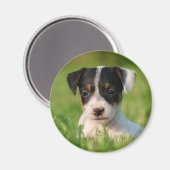 Jack Russell Terrier puppy Magneet (Voorkant / Achterkant)