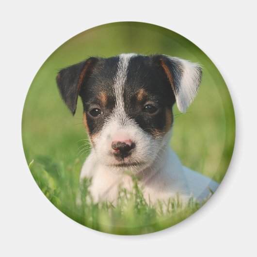 Jack Russell Terrier puppy Magneet (Voorkant)