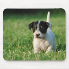 Jack Russell Terrier puppy Muismat
