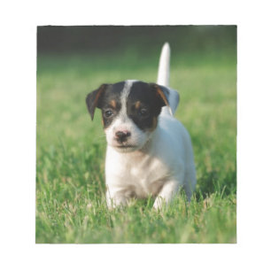Jack Russell Terrier puppy Notitieblok