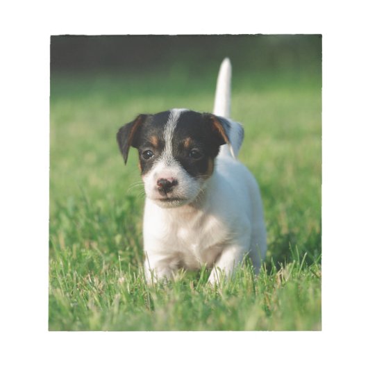 Jack Russell Terrier puppy Notitieblok (Voorkant)