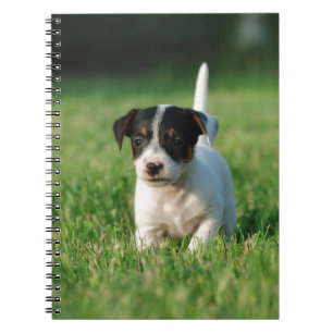 Jack Russell Terrier puppy Notitieboek