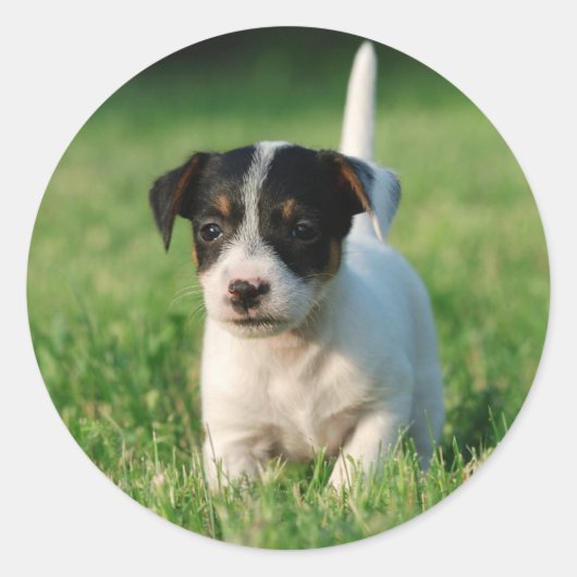 Jack Russell Terrier puppy Ronde Sticker (Voorkant)