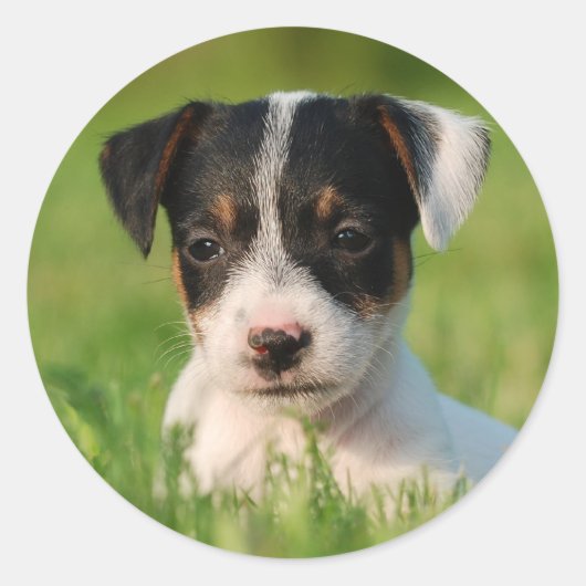 Jack Russell Terrier puppy Ronde Sticker (Voorkant)