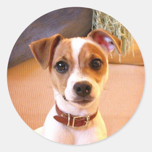 Jack Russell Terrier puppy stickers (Voorkant)