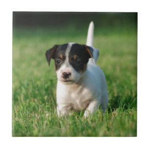 Jack Russell Terrier puppy Tegeltje