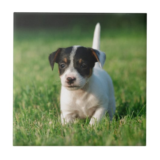 Jack Russell Terrier puppy Tegeltje (Voorkant)
