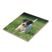 Jack Russell Terrier puppy Tegeltje (Zijkant)