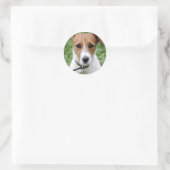Jack Russell Terrier Sticker (Tas)