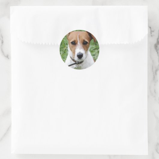 Jack Russell Terrier Sticker (Tas)