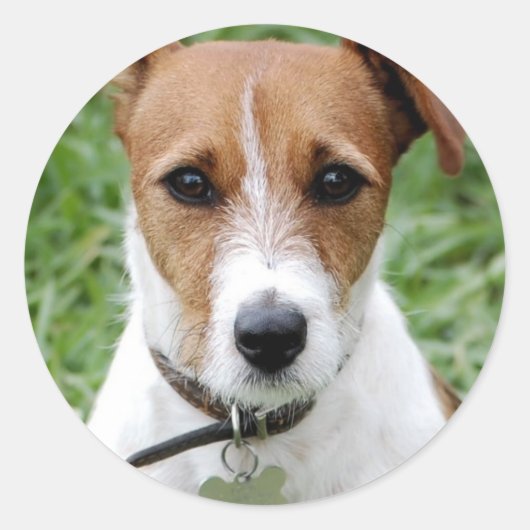 Jack Russell Terrier Sticker (Voorkant)