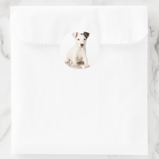 Jack Russell Terrier Stickers (Tas)