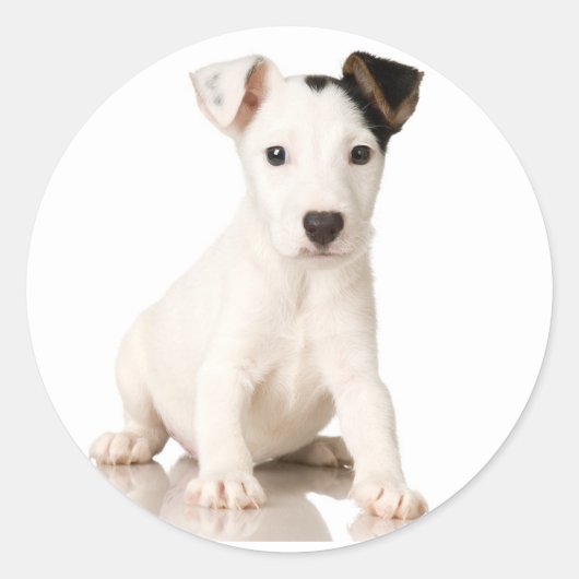 Jack Russell Terrier Stickers (Voorkant)