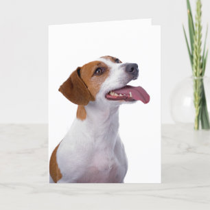 Jack Russell Terrier Vriendschap Kaart