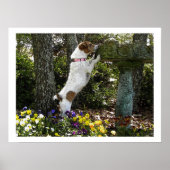 JACK RUSSELL TERRIOR POSTER (Voorkant)