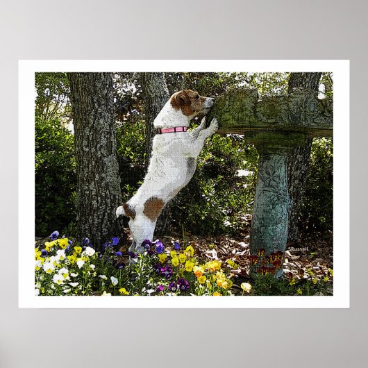 JACK RUSSELL TERRIOR POSTER (Voorkant)