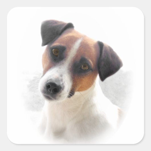 Jack Russell vel van Stickers (Voorkant)