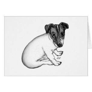 Jack Russell Welpe 10 Wochen alt