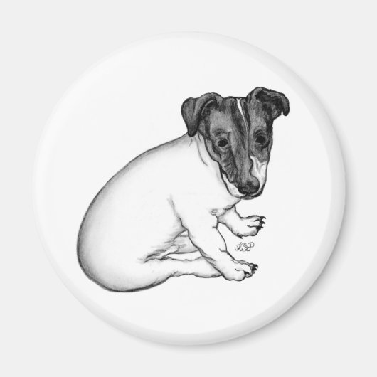 Jack Russell Welpe 10 Wochen alt Magneet (Voorkant)