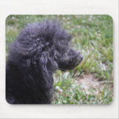 Jack T. Poodle Muismat (Voorkant)