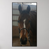 Jack the Quarter Horse Poster (Voorkant)