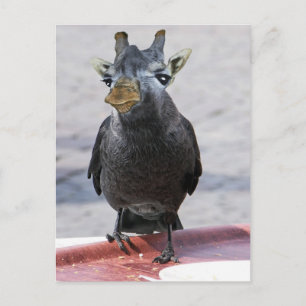 Jackaffe Briefkaart