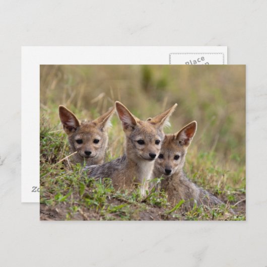 Jackal Pups Briefkaart (Voorkant / Achterkant)