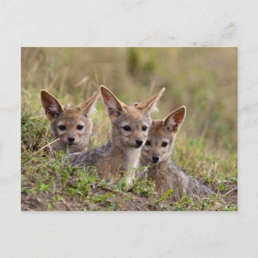 Jackal Pups Briefkaart (Voorkant)