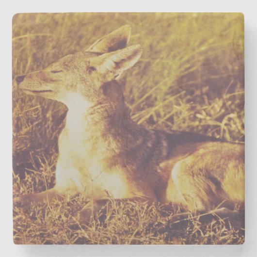 Jackal ruikt het ontbijt van safari lodge stenen onderzetter (Voorkant)