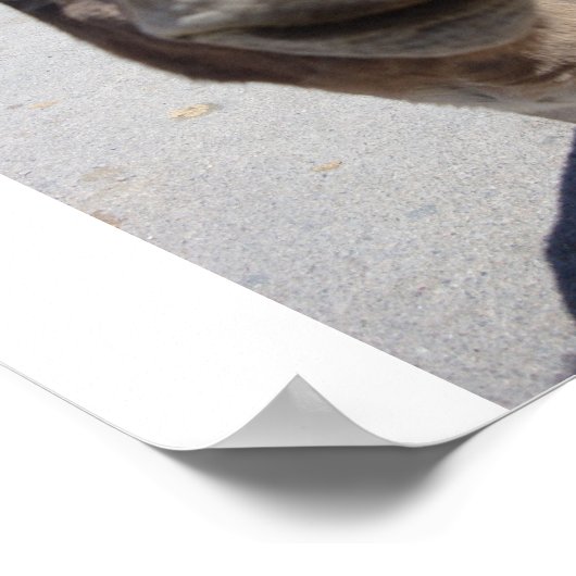 Jackass 002 poster (Hoek)