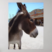 Jackass Poster (Voorkant)