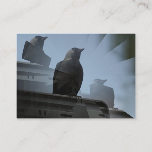 Jackdaw Bird Visitekaartje (Voorkant)
